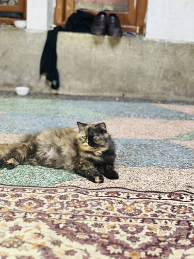 Female Persian cat