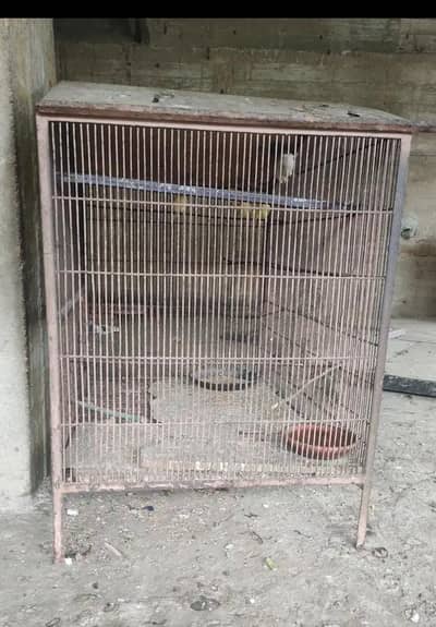 3 pair love birds with iron cage 35inch height 40inch width