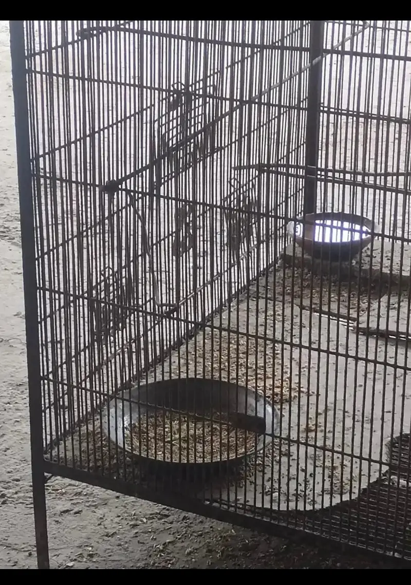 3 pair love birds with iron cage 35inch height 40inch width — photo 3