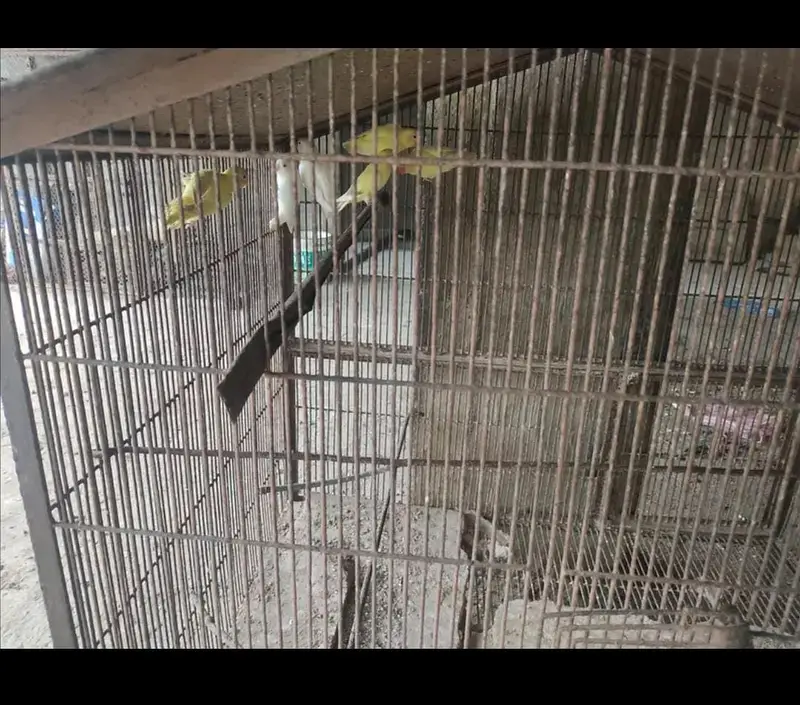 3 pair love birds with iron cage 35inch height 40inch width — photo 4