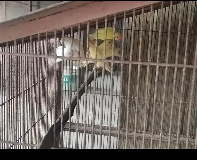 3 pair love birds with iron cage 35inch height 40inch width — photo 5