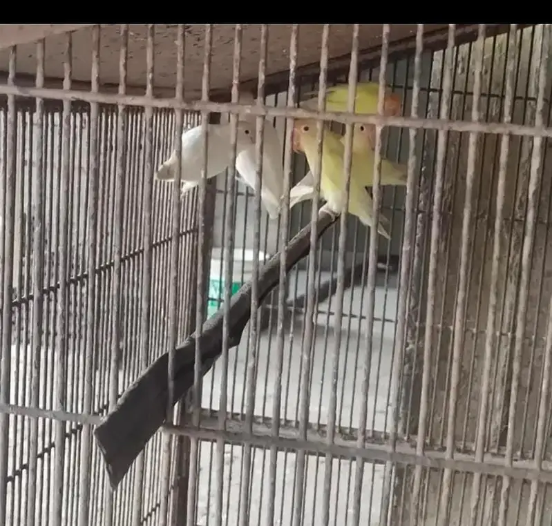 3 pair love birds with iron cage 35inch height 40inch width — photo 6