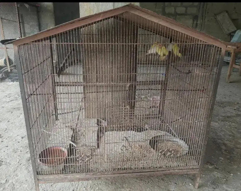 3 pair love birds with iron cage 35inch height 40inch width — photo 7