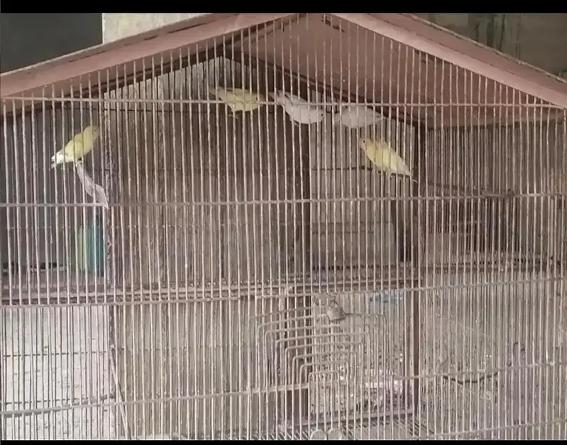 3 pair love birds with iron cage 35inch height 40inch width — photo 8