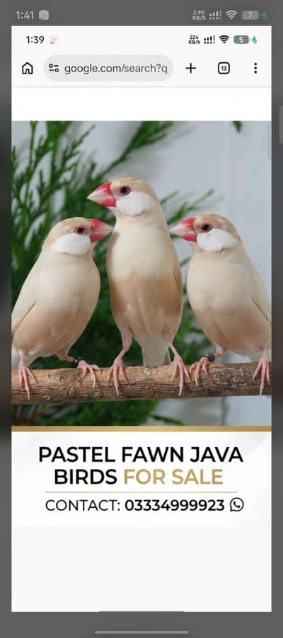 pastel fawn java
