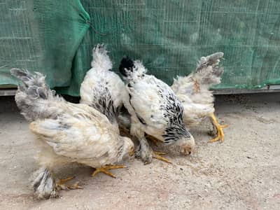 Light Columbian Brahma Blue Brahma