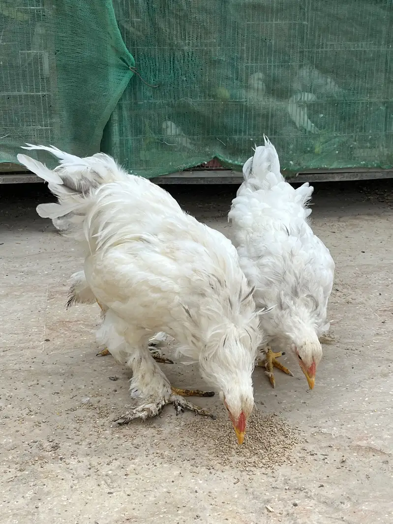 Light Columbian Brahma Blue Brahma — photo 2