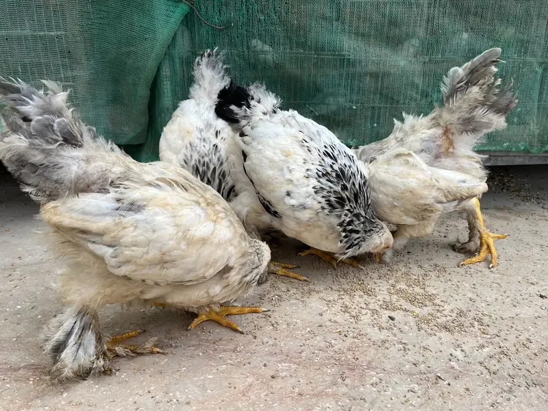 Light Columbian Brahma Blue Brahma — photo 3