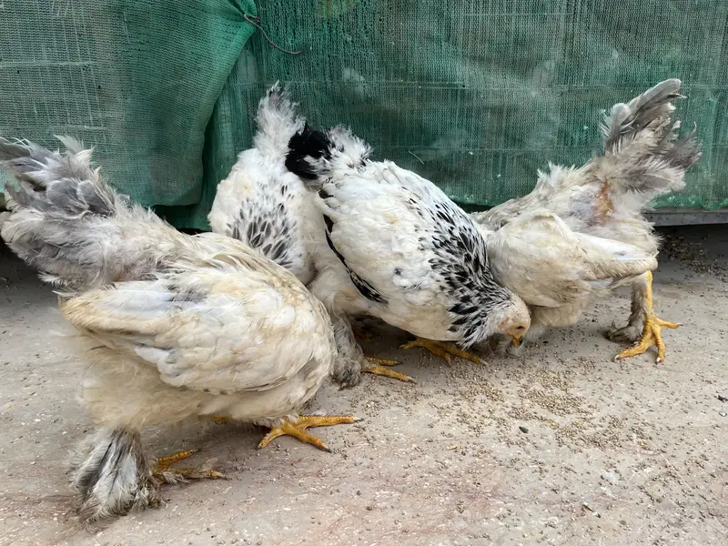 Light Columbian Brahma Blue Brahma — photo 4