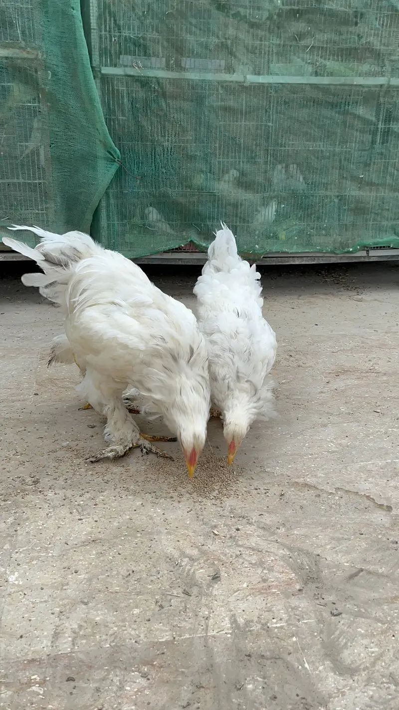 Light Columbian Brahma Blue Brahma — photo 5