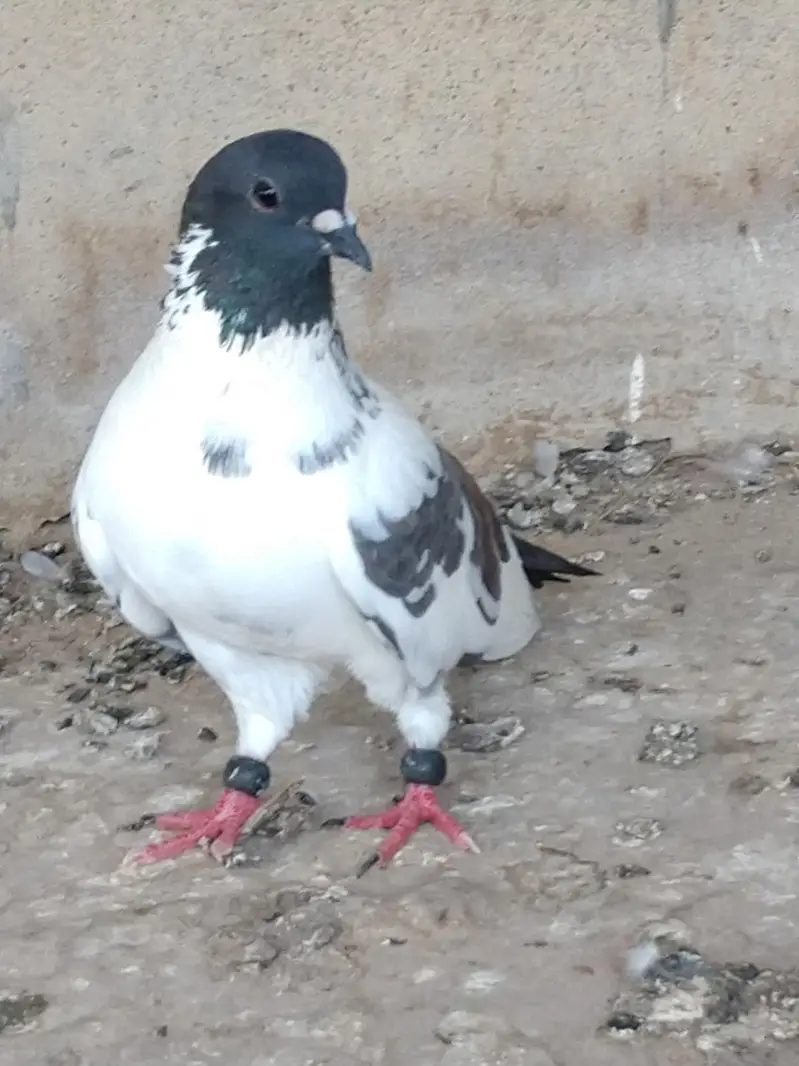 kabra laalband — photo 2