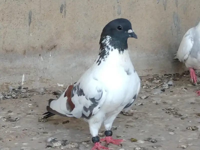 kabra laalband — photo 3
