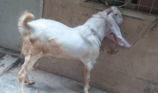 Bakra for sale gulabi nasal