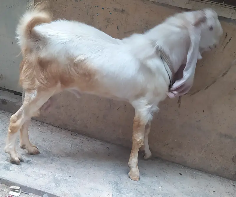 Bakra for sale gulabi nasal — photo 2
