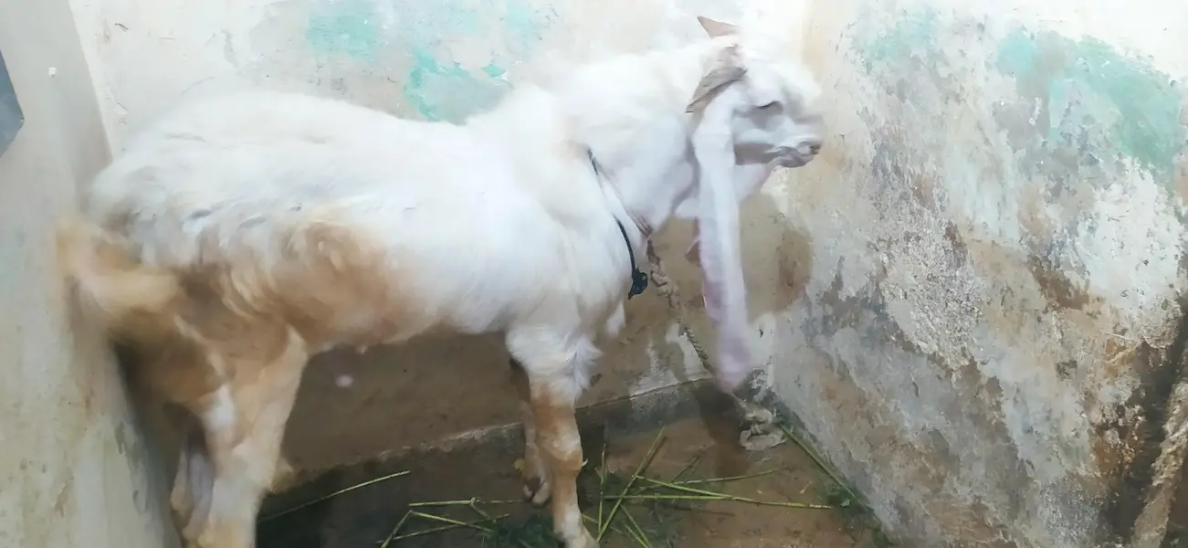 Bakra for sale gulabi nasal — photo 4