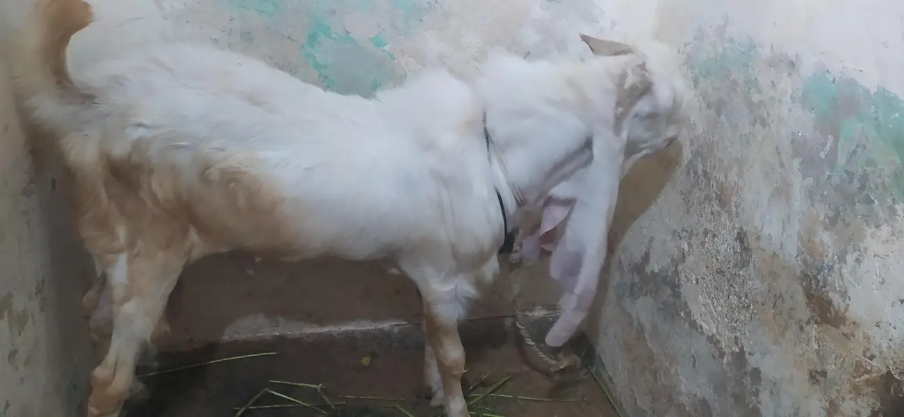 Bakra for sale gulabi nasal — photo 5