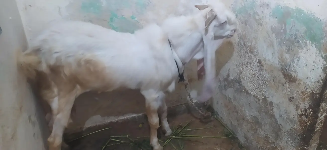 Bakra for sale gulabi nasal — photo 6