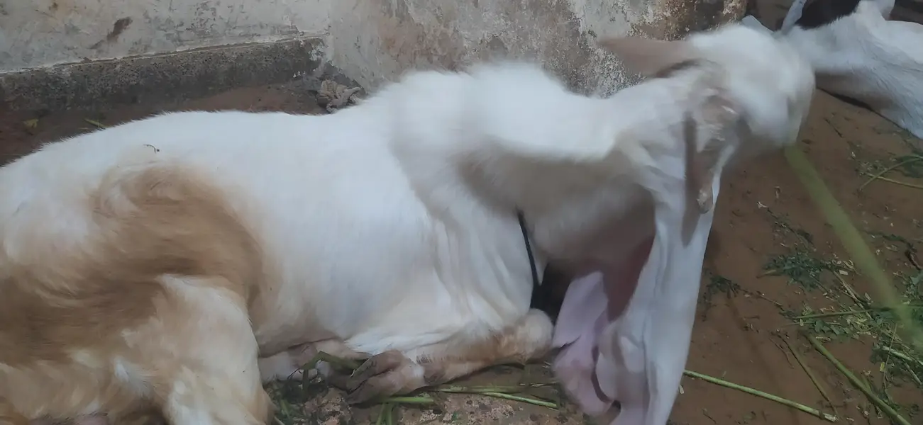 Bakra for sale gulabi nasal — photo 7