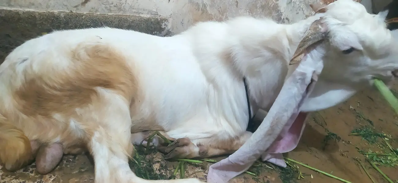 Bakra for sale gulabi nasal — photo 8