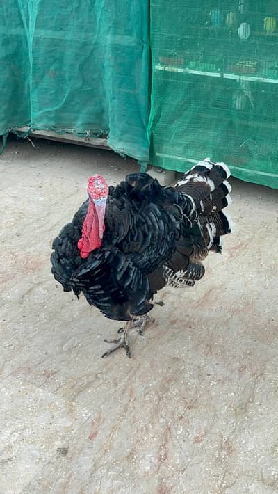 Young Turkey Male Active