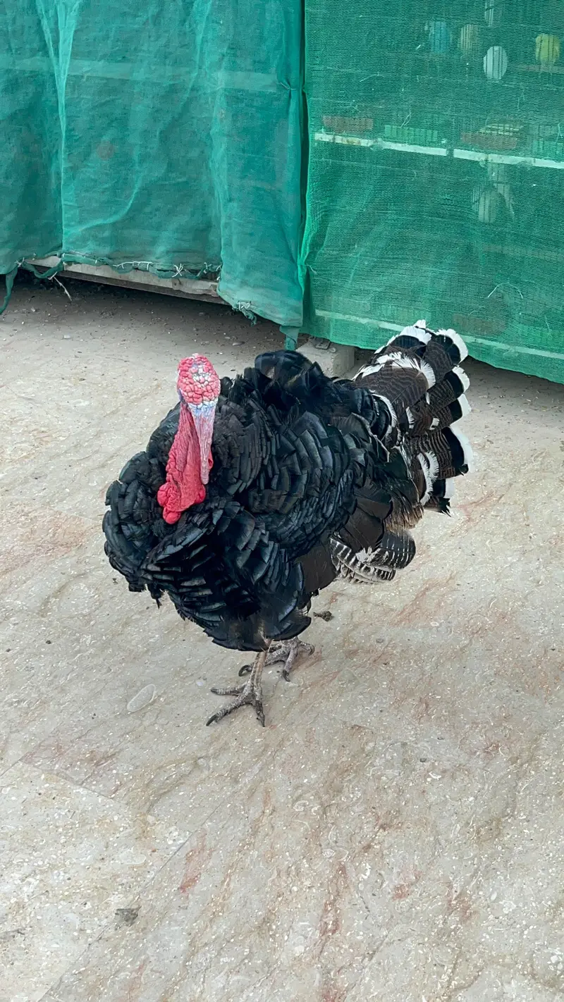 Young Turkey Male Active