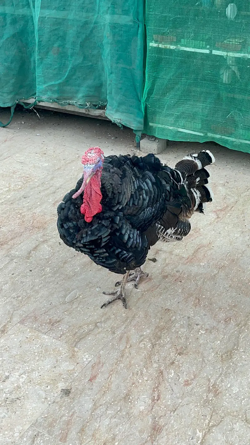 Young Turkey Male Active — photo 2