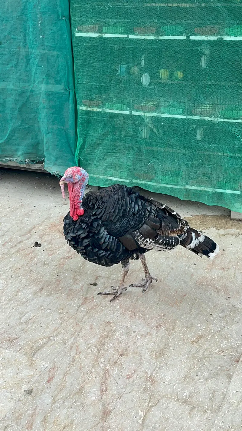 Young Turkey Male Active — photo 3