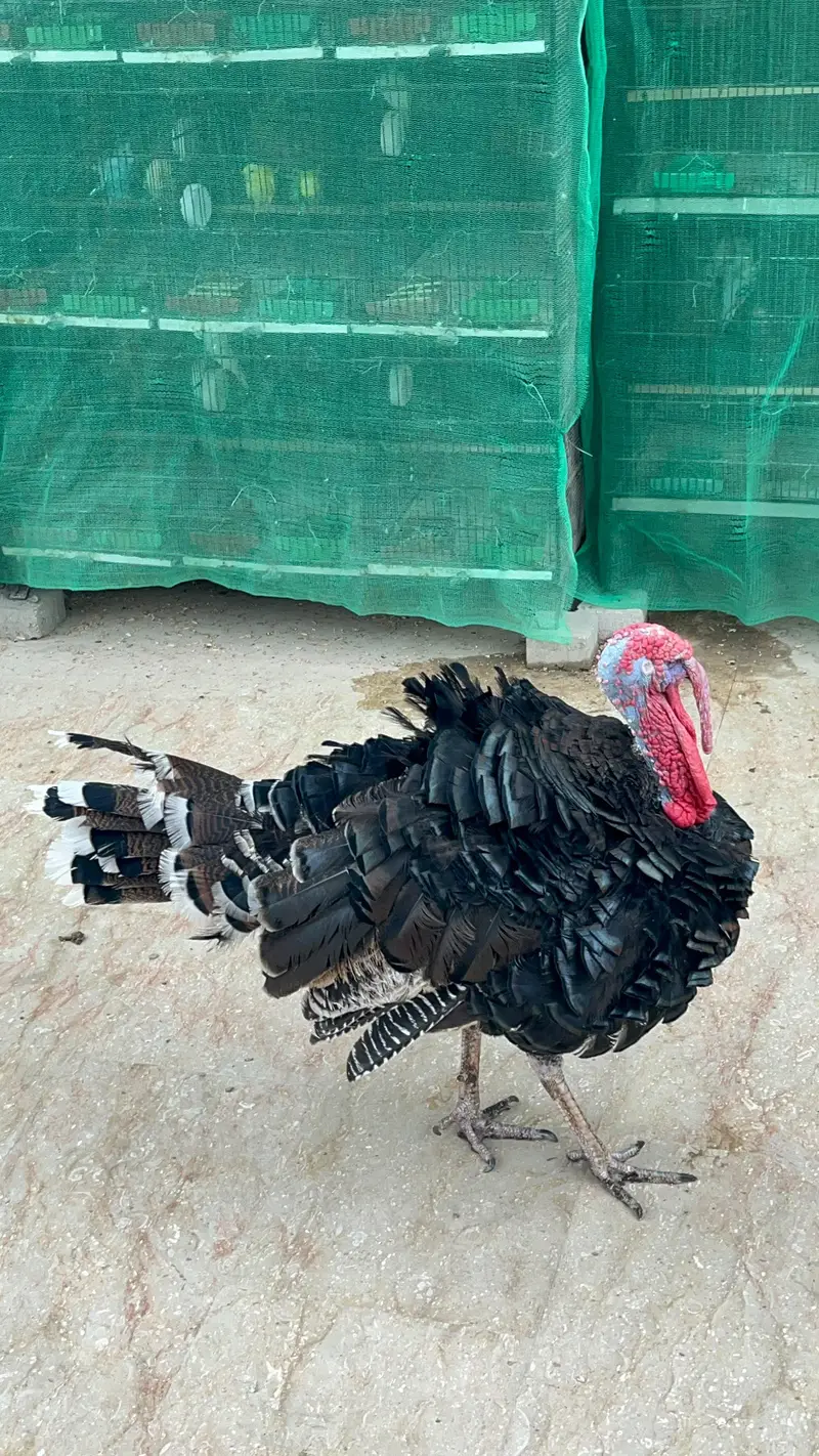 Young Turkey Male Active — photo 4