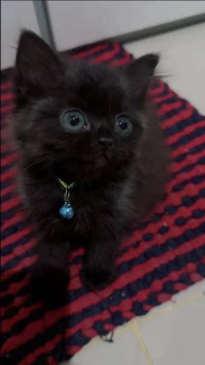 cat for sale