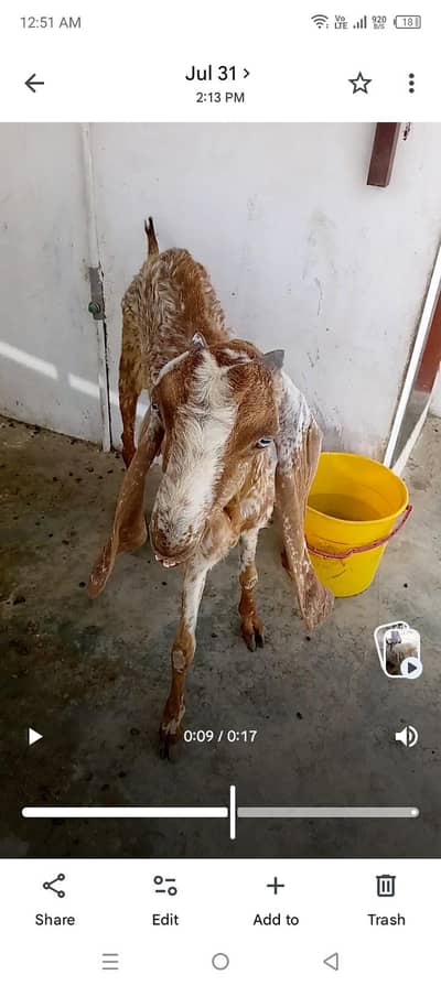 pure  makhi cheene white eyes