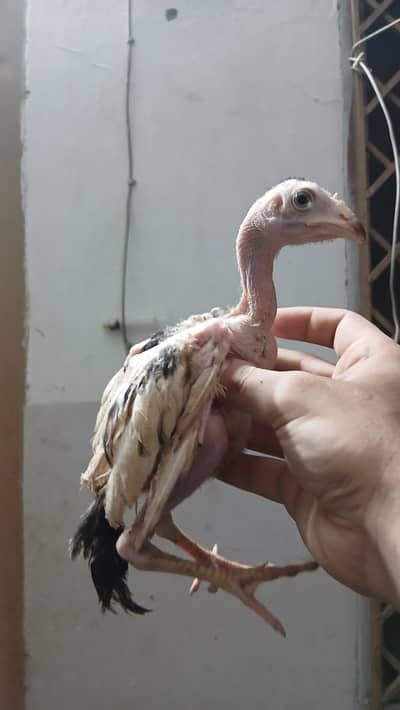 Aseel chicks  quality chicks for sale 2 male 1 female 03195661126