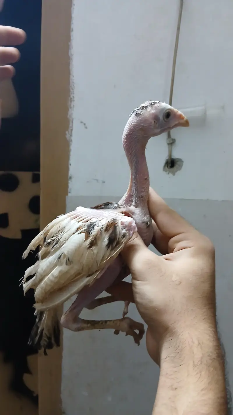 Aseel chicks  quality chicks for sale 2 male 1 female 03195661126 — photo 2