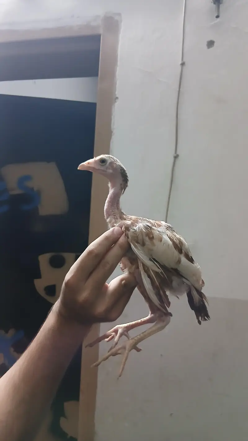 Aseel chicks  quality chicks for sale 2 male 1 female 03195661126 — photo 3