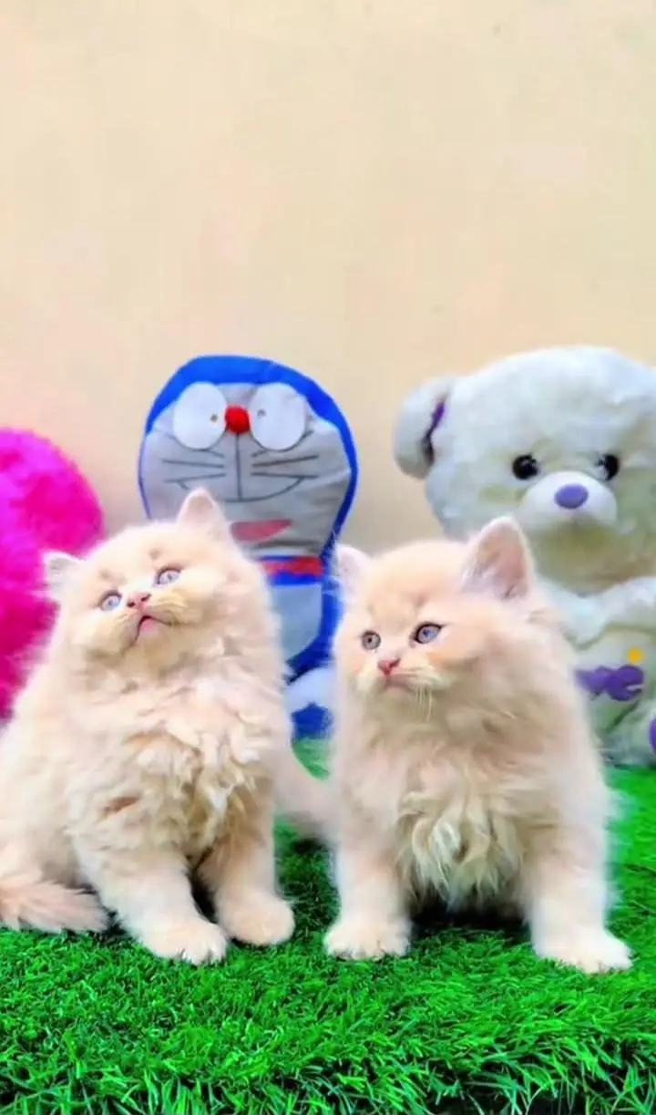 high quality Persian kittens for sale(CASH ON DELIVERY) — photo 2