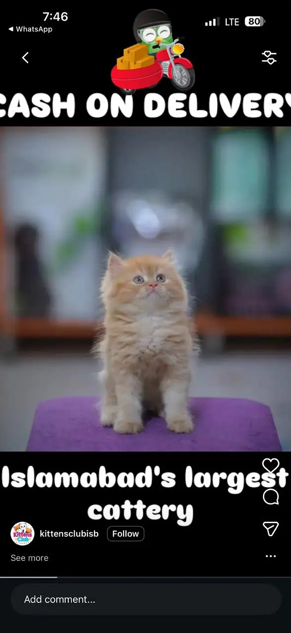 high quality Persian kittens for sale(CASH ON DELIVERY) — photo 3