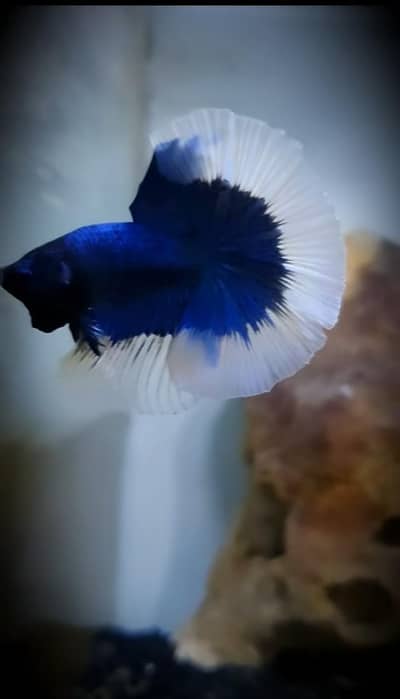 Betta fish and betta aquarium Munseeb price