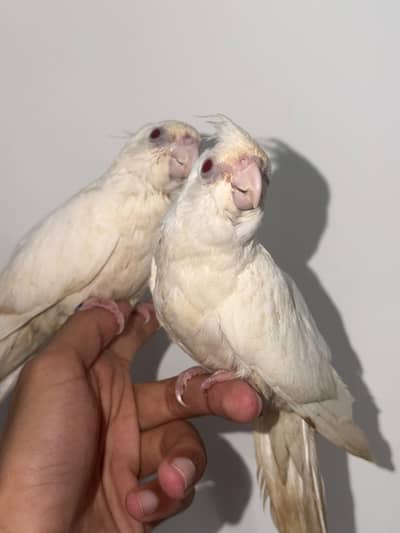 Handtamed Eno Red Eye Cocktails + Australian Handtamed Budgies