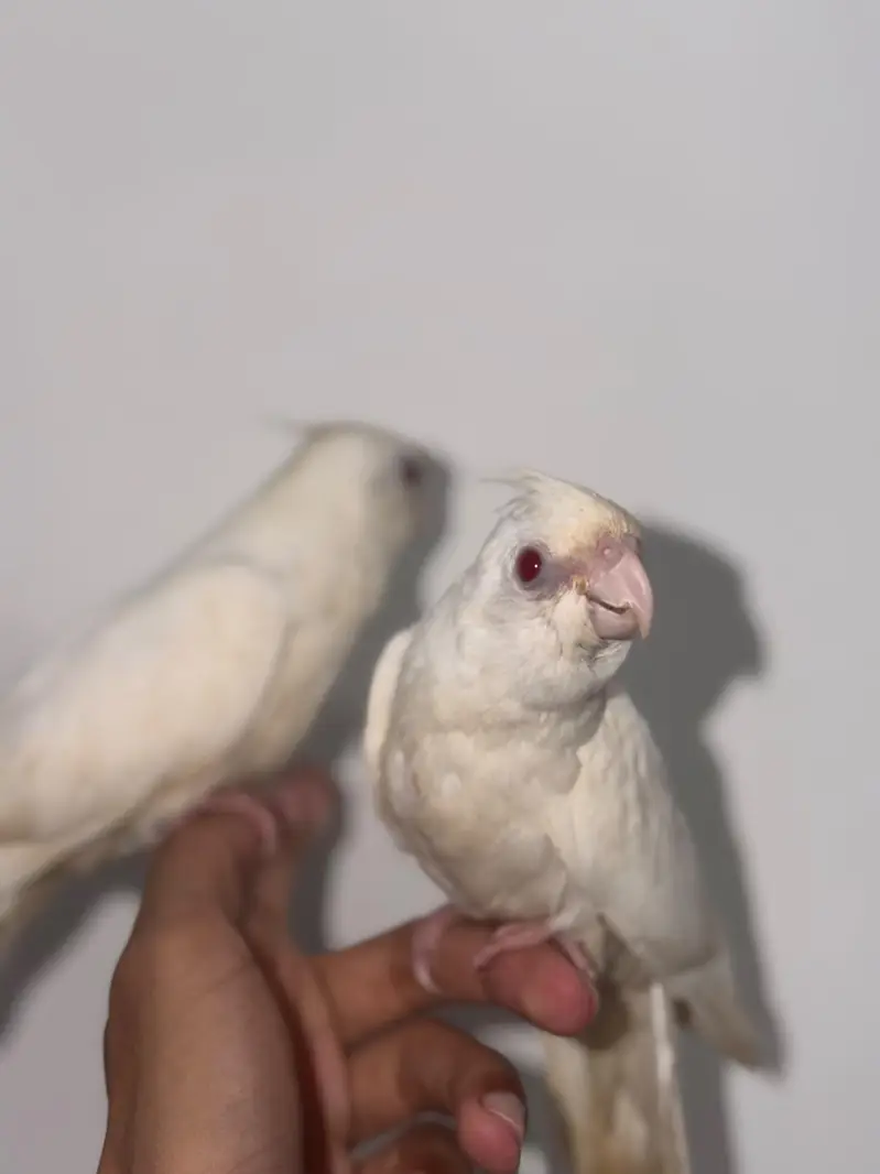 Handtamed Eno Red Eye Cocktails + Australian Handtamed Budgies — photo 2