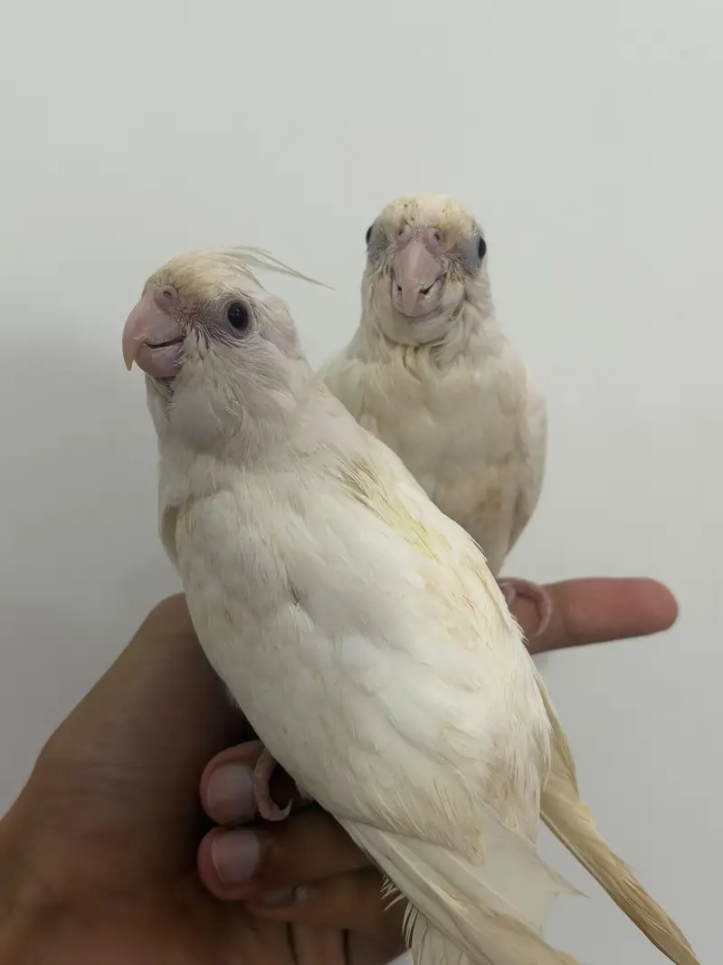 Handtamed Eno Red Eye Cocktails + Australian Handtamed Budgies — photo 3
