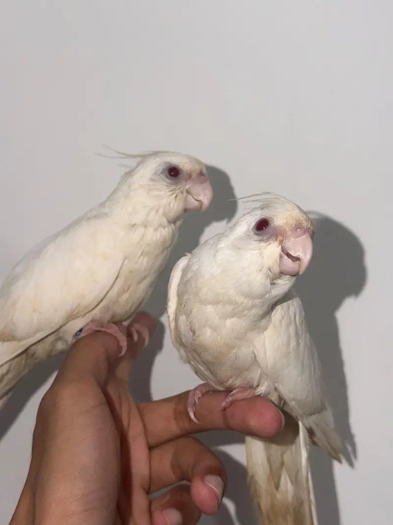 Handtamed Eno Red Eye Cocktails + Australian Handtamed Budgies — photo 4