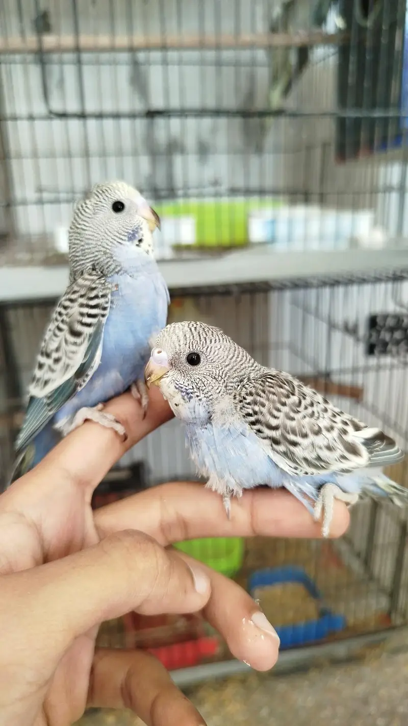 Handtamed Eno Red Eye Cocktails + Australian Handtamed Budgies — photo 5