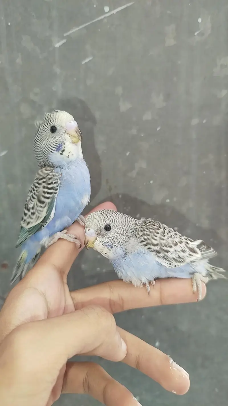 Handtamed Eno Red Eye Cocktails + Australian Handtamed Budgies — photo 6