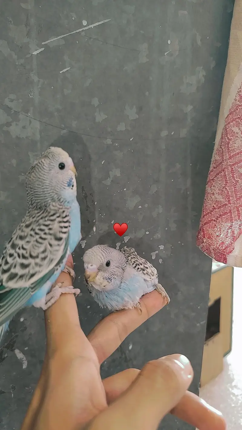 Handtamed Eno Red Eye Cocktails + Australian Handtamed Budgies — photo 7