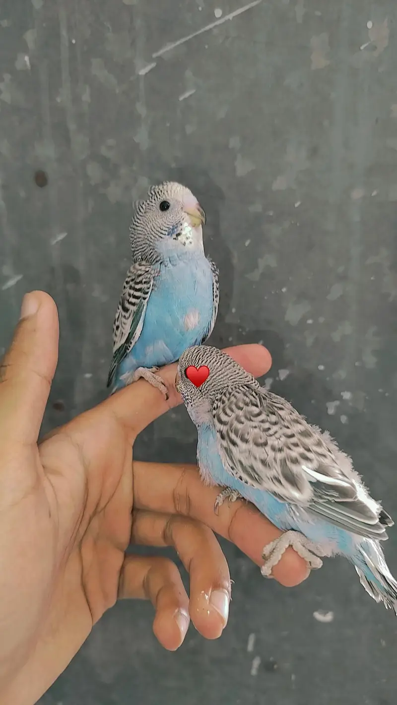 Handtamed Eno Red Eye Cocktails + Australian Handtamed Budgies — photo 8
