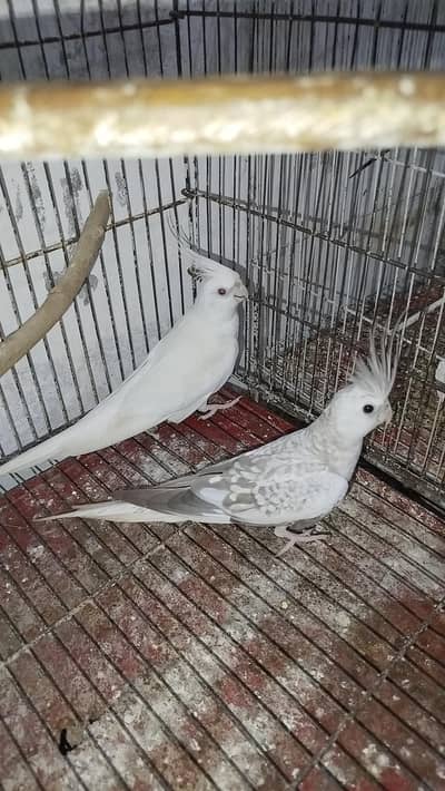 Breeder Cocktail Pair Eno Red Eye With Eno Pearl Ready To Breed