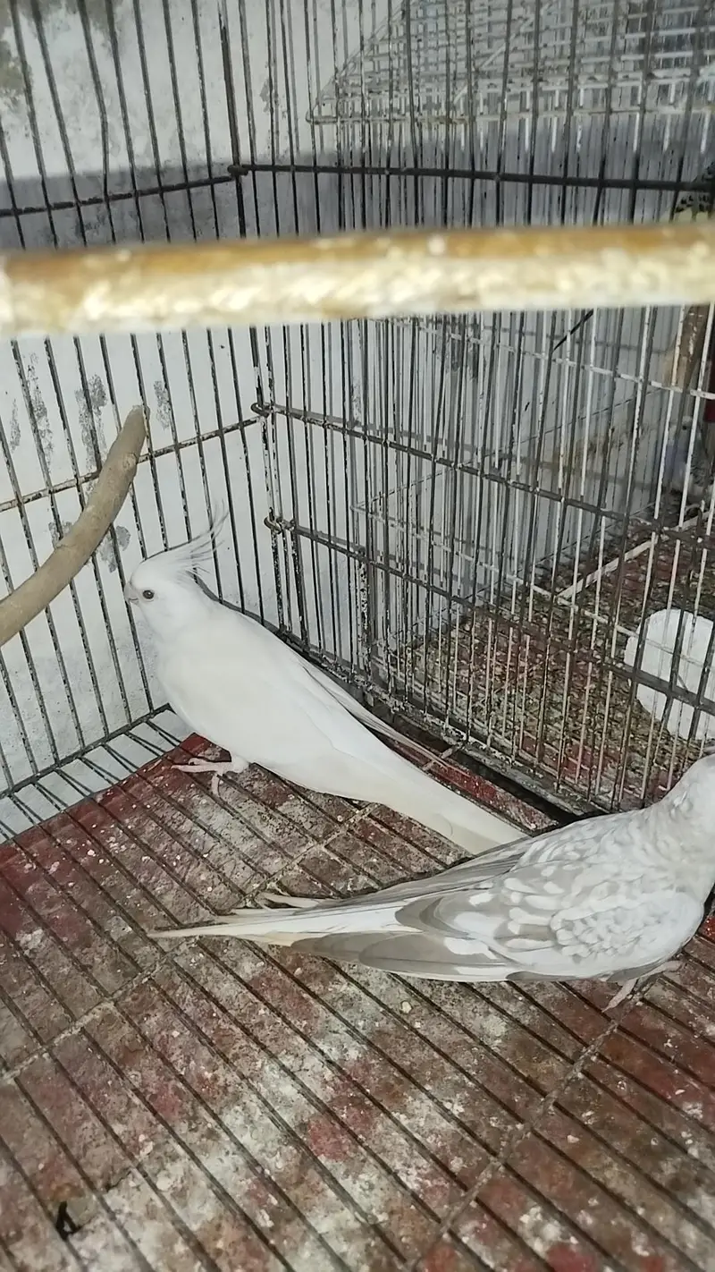 Breeder Cocktail Pair Eno Red Eye With Eno Pearl Ready To Breed — photo 2