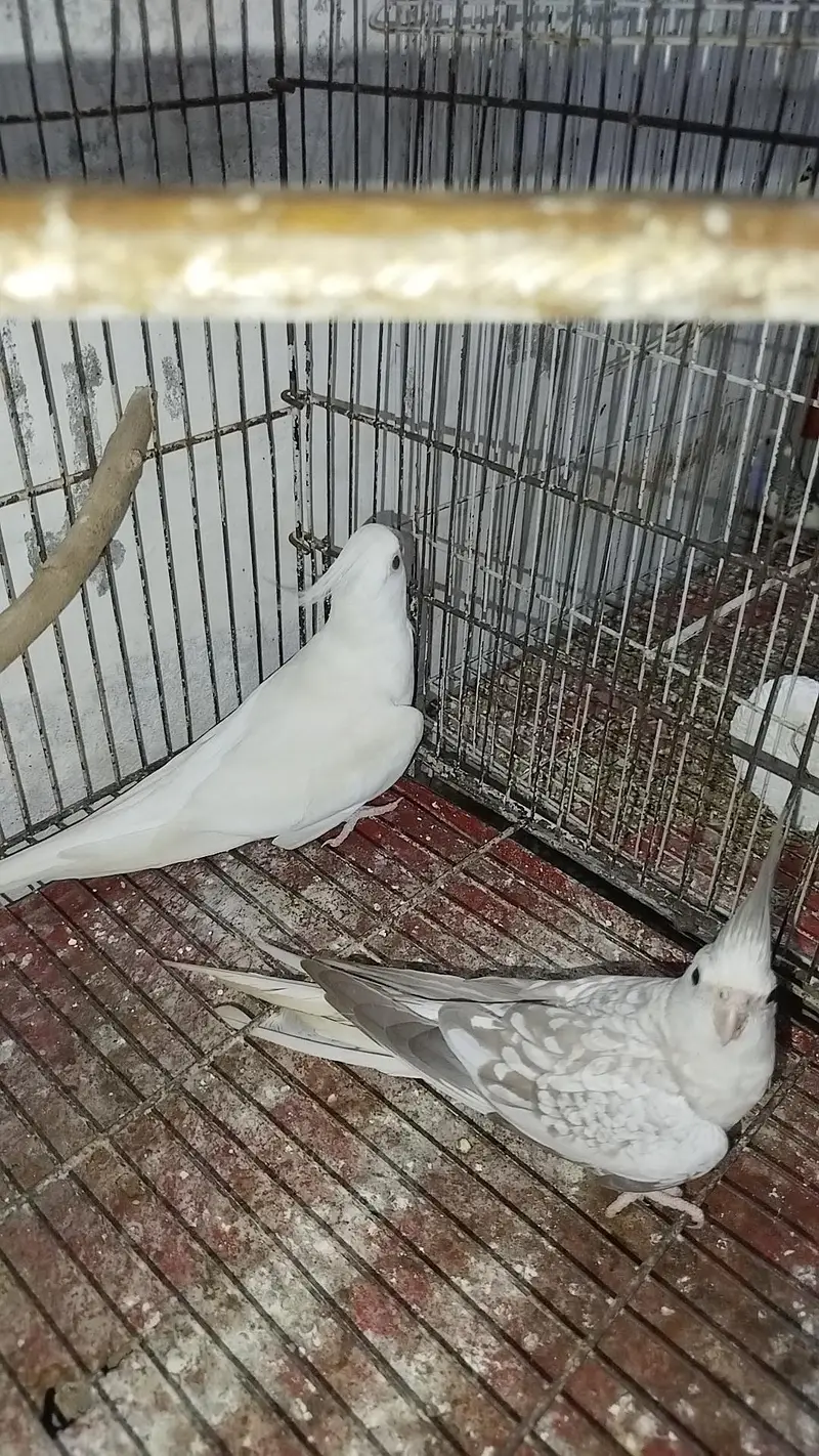 Breeder Cocktail Pair Eno Red Eye With Eno Pearl Ready To Breed — photo 3