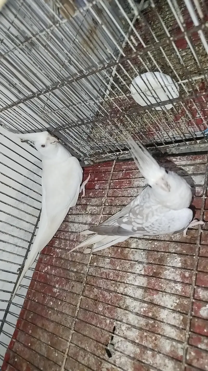 Breeder Cocktail Pair Eno Red Eye With Eno Pearl Ready To Breed — photo 4