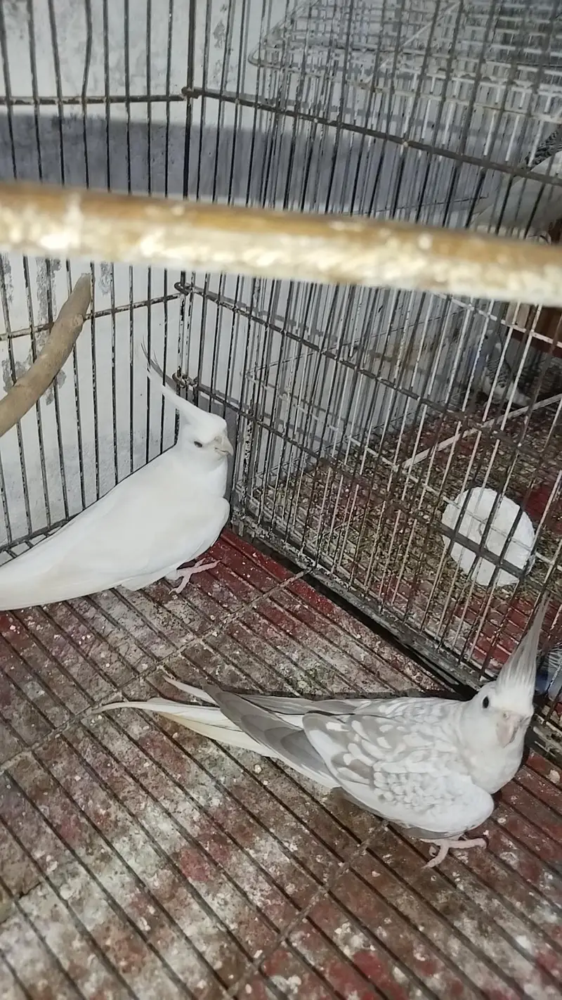Breeder Cocktail Pair Eno Red Eye With Eno Pearl Ready To Breed — photo 5