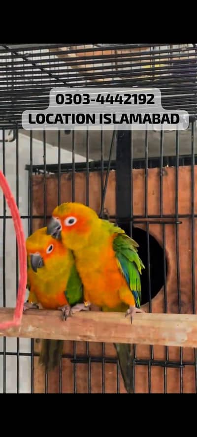 RED FACTOR SUNCUNORE DNA TESTED PAIR